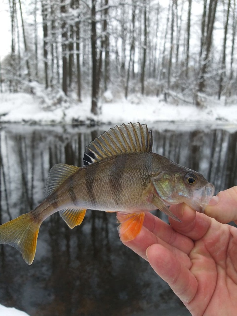ловля на ультралайт зимой (3).jpg